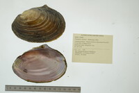 Potamilus ohiensis image