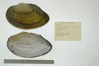 Pyganodon grandis image