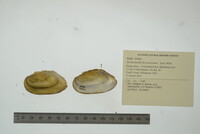 Anodontoides ferussacianus image