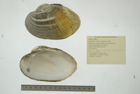 Lampsilis cardium image