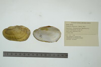 Lampsilis siliquoidea image