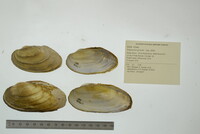 Pyganodon grandis image