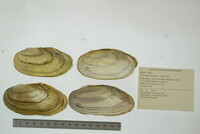 Pyganodon lacustris image