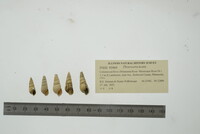 Pleurocera acuta image