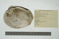 Quadrula nobilis image