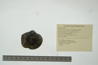 Cyclonaias nodulata image