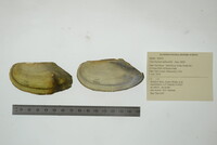 Utterbackia imbecillis image