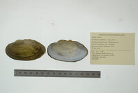 Strophitus undulatus image