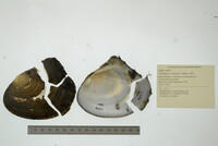 Lasmigona complanata image