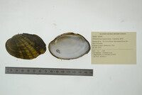 Ortmanniana ligamentina image