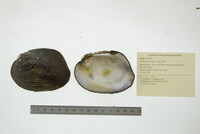 Amblema plicata image