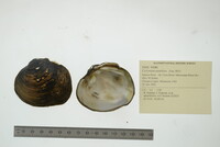 Cyclonaias pustulosa image