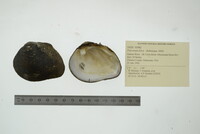 Fusconaia flava image