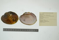 Lampsilis cardium image