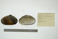 Lampsilis siliquoidea image