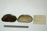 Lasmigona costata image