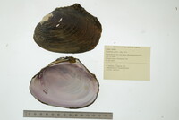 Potamilus alatus image