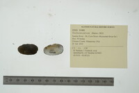 Toxolasma parvum image