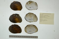 Fusconaia flava image