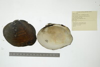 Quadrula quadrula image