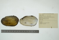 Lampsilis siliquoidea image