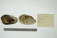 Lampsilis siliquoidea image