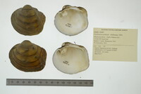 Cyclonaias nodulata image