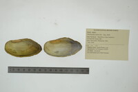 Utterbackia imbecillis image