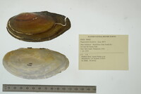 Pyganodon lacustris image