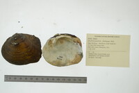 Quadrula quadrula image