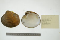 Cyclonaias pustulosa image