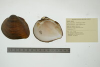 Fusconaia flava image