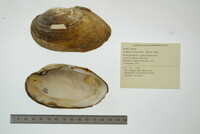 Lampsilis siliquoidea image