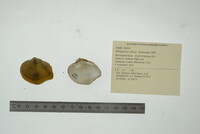 Obliquaria reflexa image