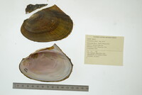 Potamilus alatus image