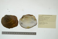 Quadrula quadrula image