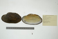 Strophitus undulatus image