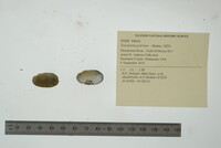 Toxolasma parvum image