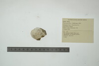 Fusconaia flava image