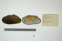 Strophitus undulatus image