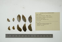 Dreissena polymorpha image