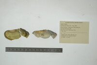 Utterbackia imbecillis image