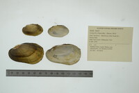 Lampsilis siliquoidea image