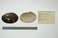 Lampsilis cardium image