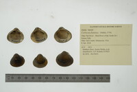 Corbicula fluminea image