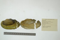 Pyganodon grandis image