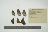 Dreissena polymorpha image
