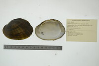 Ortmanniana ligamentina image