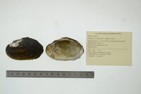 Lampsilis siliquoidea image