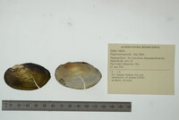 Pyganodon grandis image